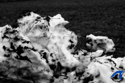 Phoque d'hiver
