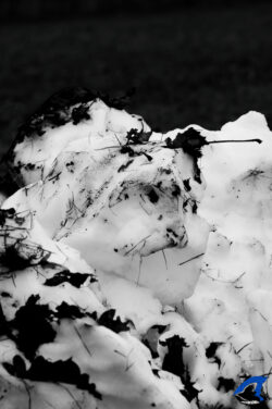 Phoque d'hiver II