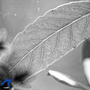 DSC 1955 DxOFB2