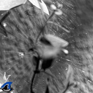 DSC 1963 DxOFB2