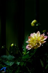 DSC 2038 DxOFB2