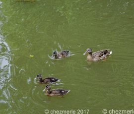 DSC 4567 DxO