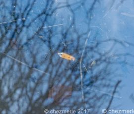 Tiens un crayon abandonné… DSC_0215_DxO