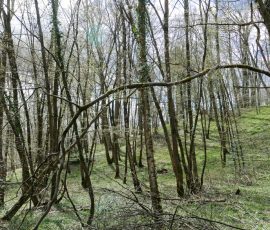 DSC_0243_DxO