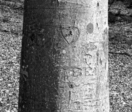 DSC_0249_DxO