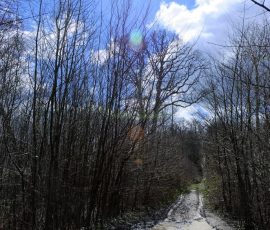 DSC_0250_DxO