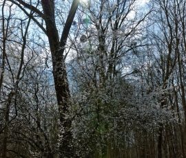 DSC_0192JPG
